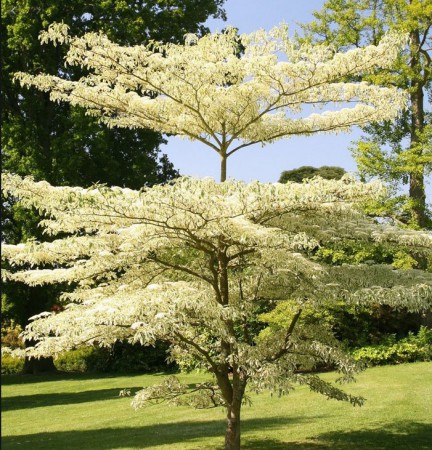 Cornus controversa 'Variegata', svída sporná 'Variegata', 150-175, bal
